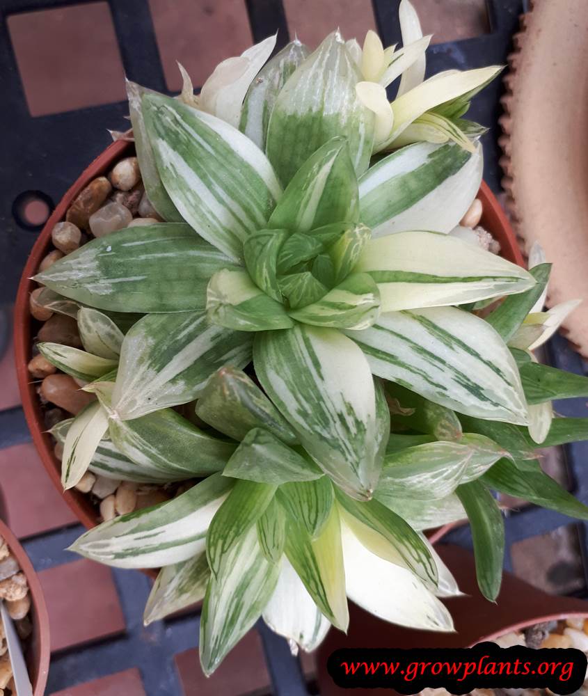 Haworthia cymbiformis grow and care