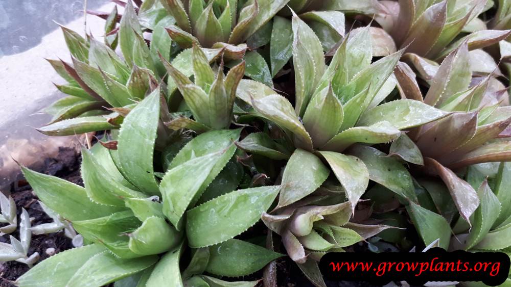 Haworthia mucronata