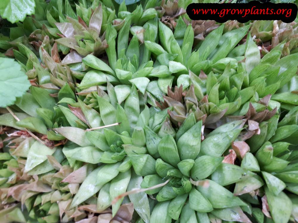Growing Haworthia mucronata