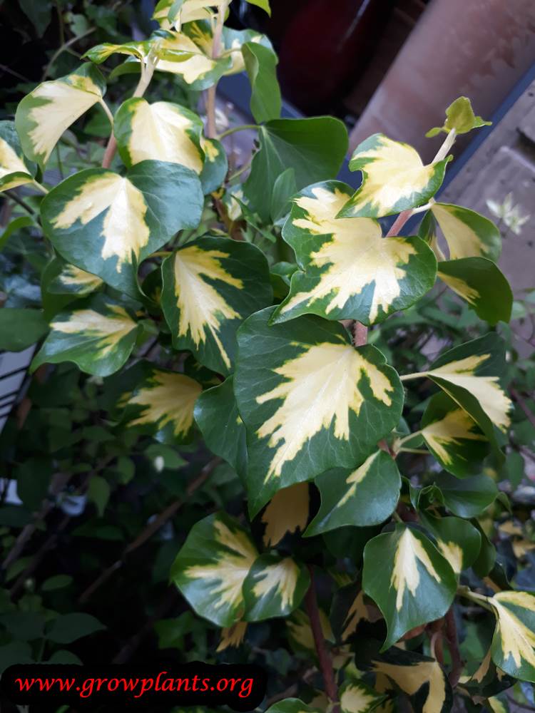 Hedera helix Goldheart