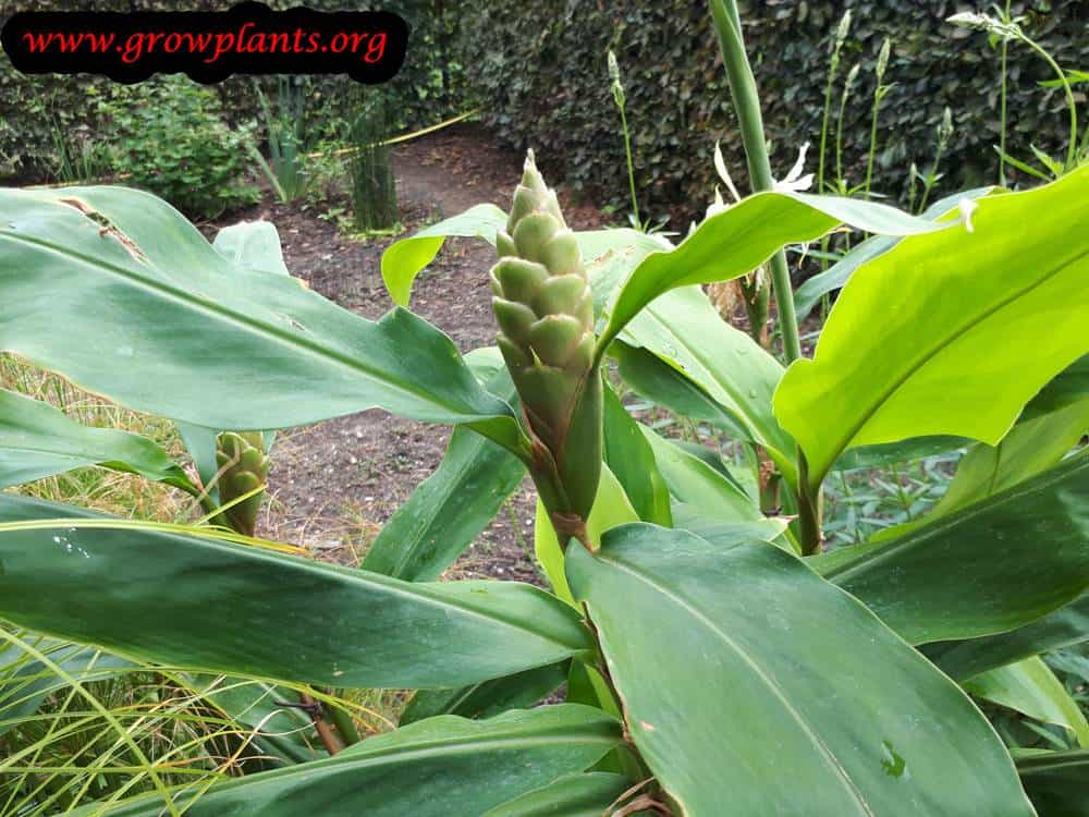 Hedychium flavescens