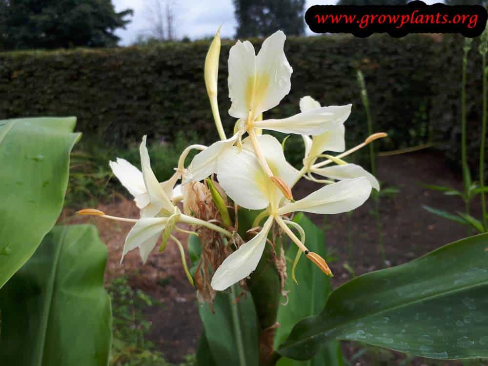 Hedychium flavescens flower