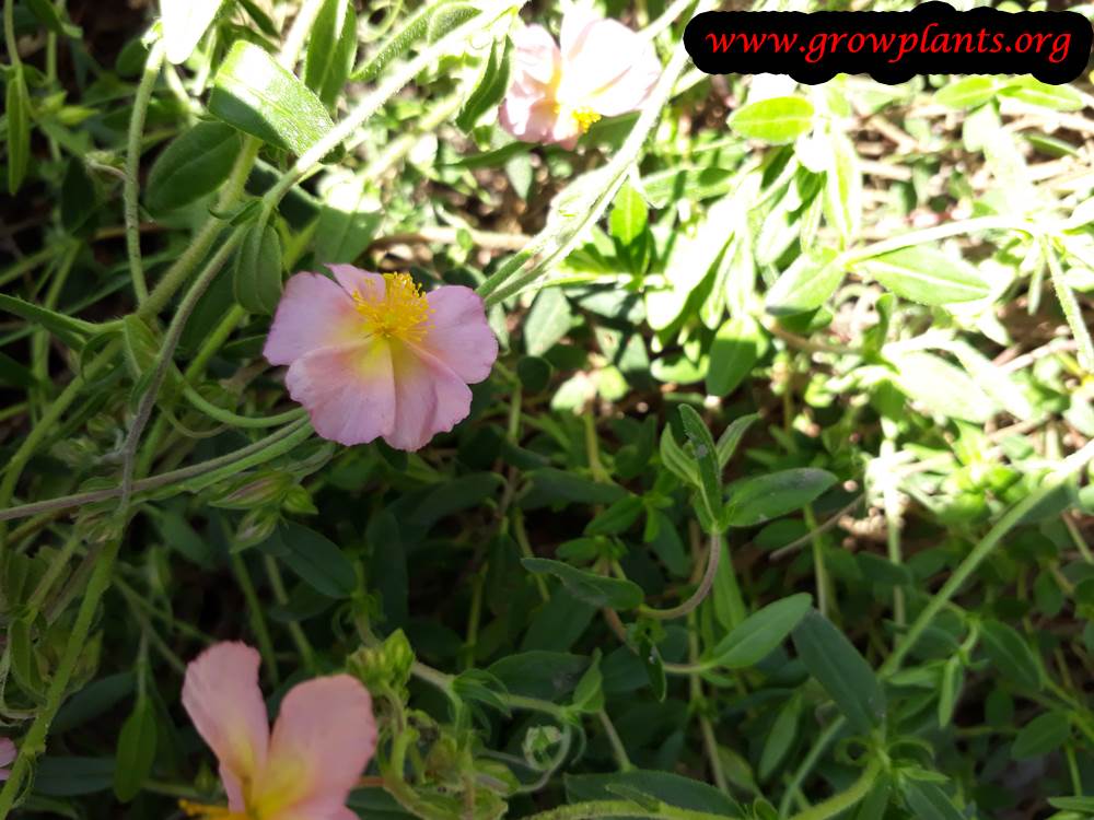 Helianthemum nummularium