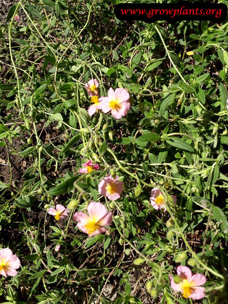 Helianthemum nummularium plant care