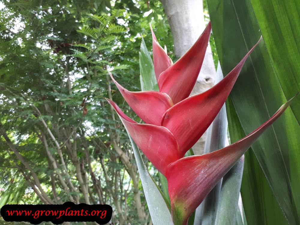 Heliconia wagneriana flower