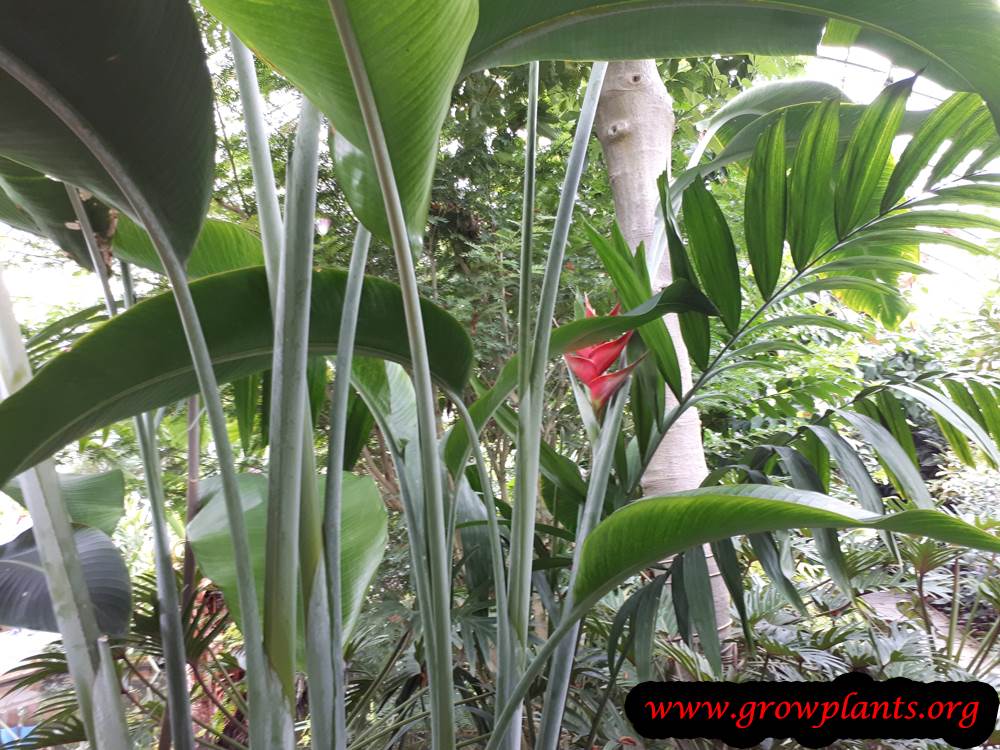Heliconia wagneriana