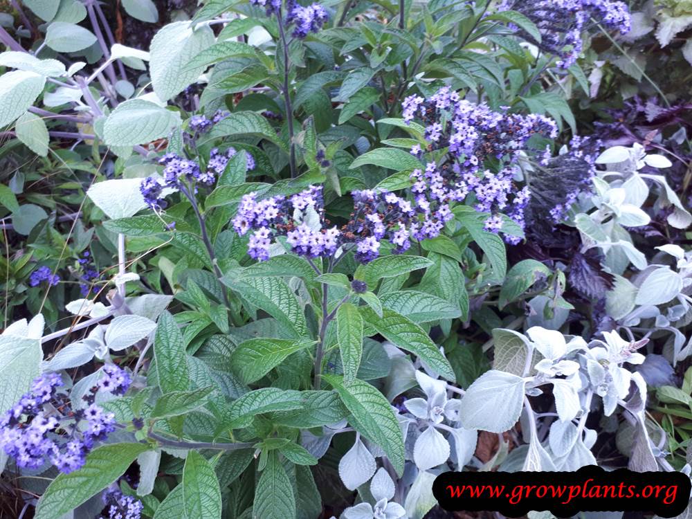 Heliotropium plant