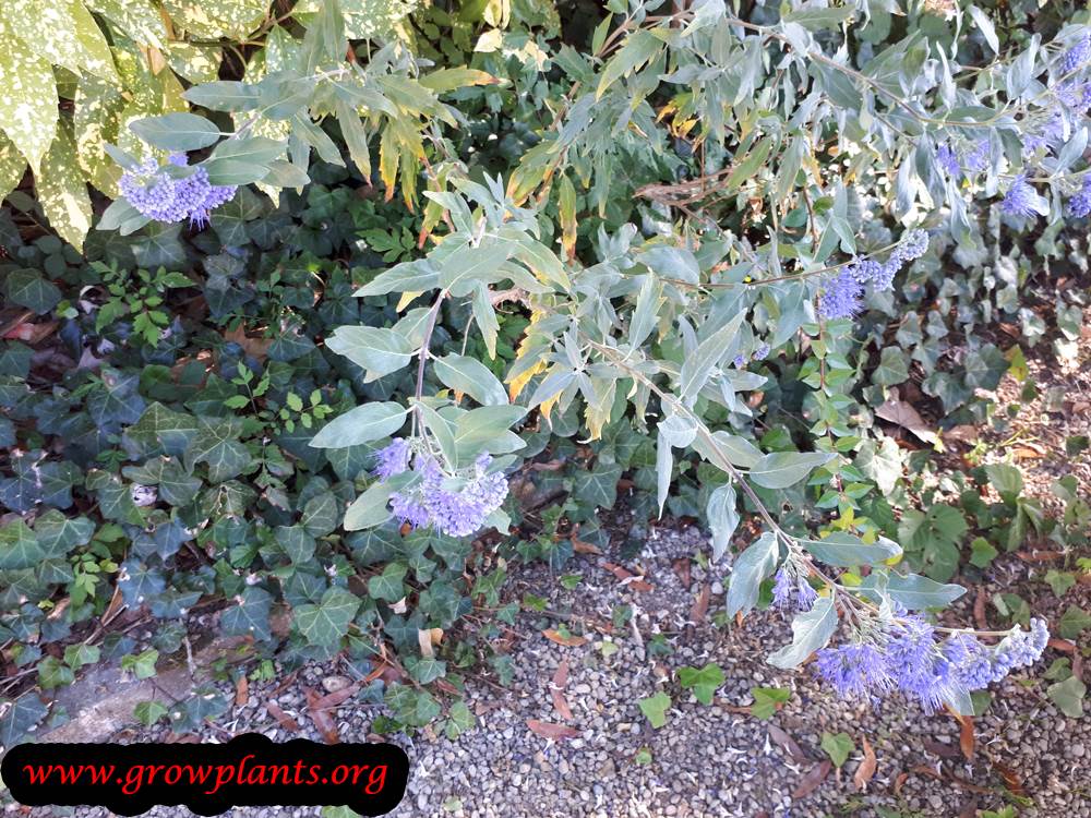 Heliotropium arborescens