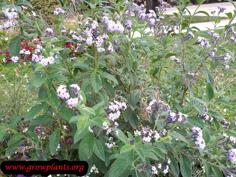 Growing Heliotropium arborescens
