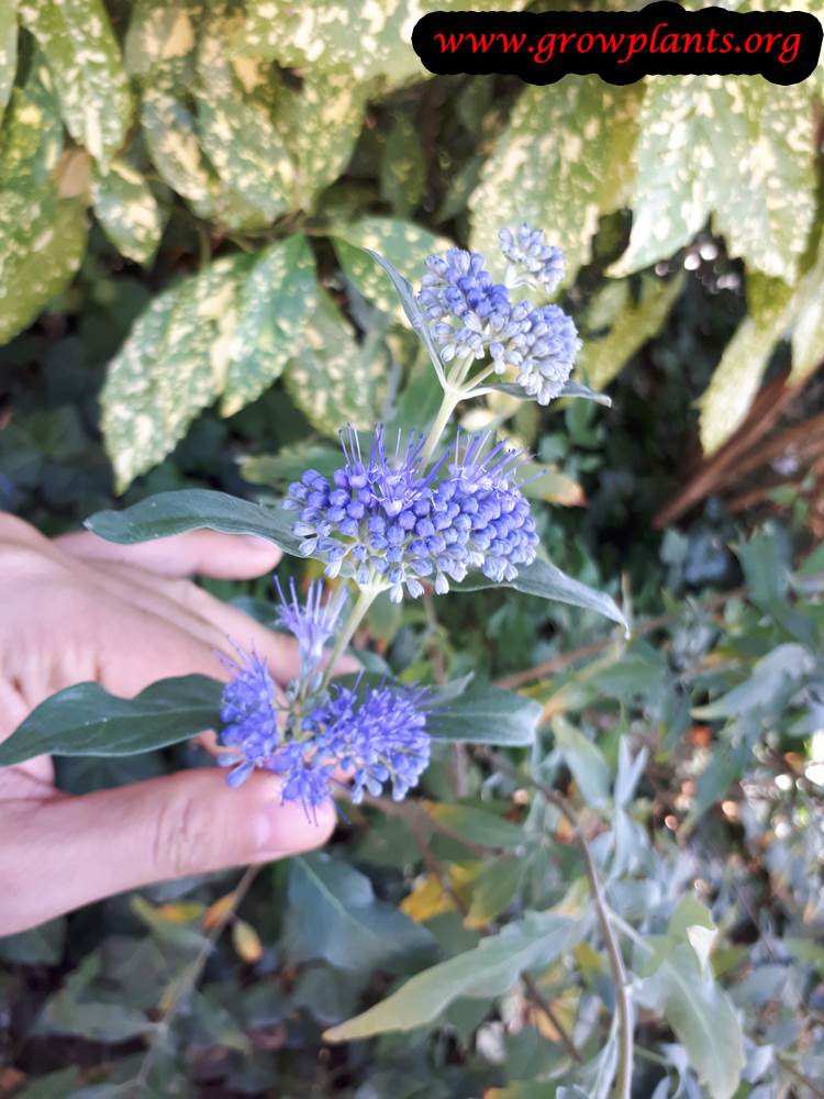 Heliotropium arborescens flower