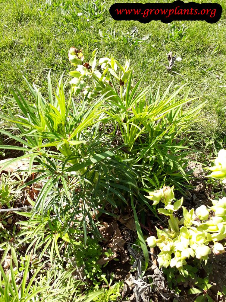 Helleborus foetidus plant care