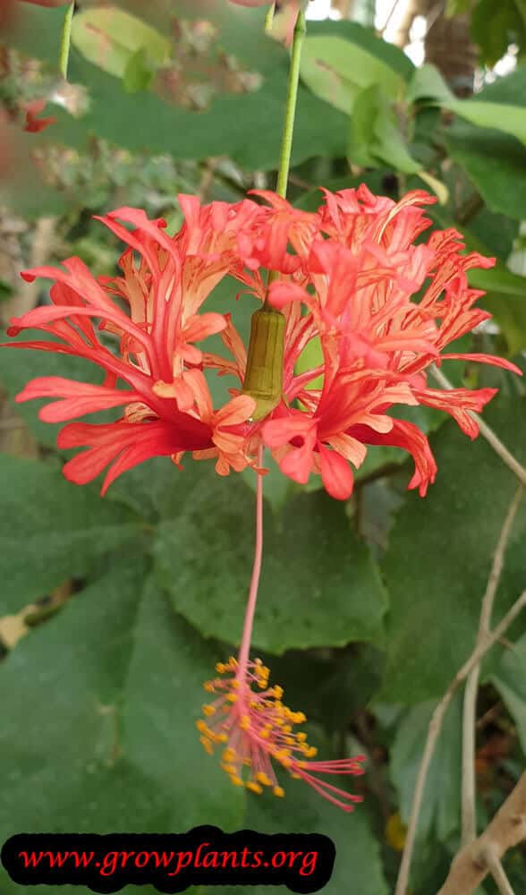 Hibiscus schizopetalus plant care
