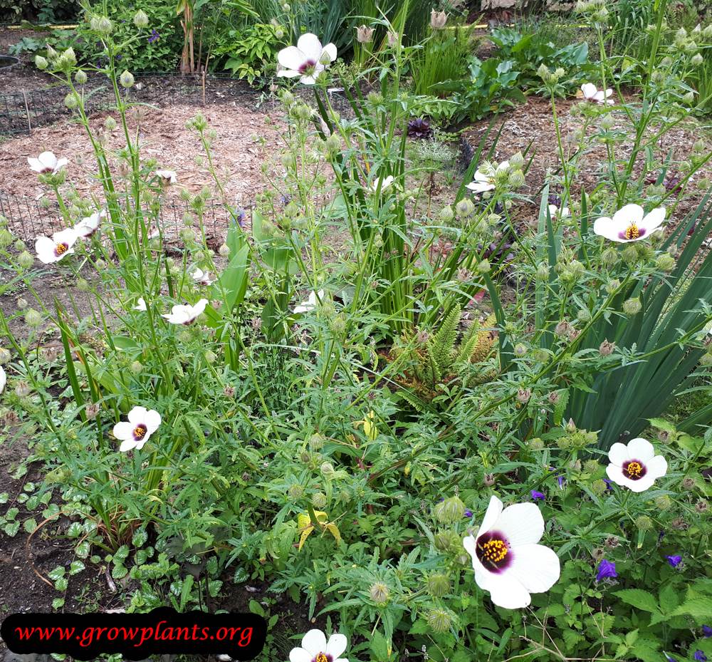Hibiscus trionum
