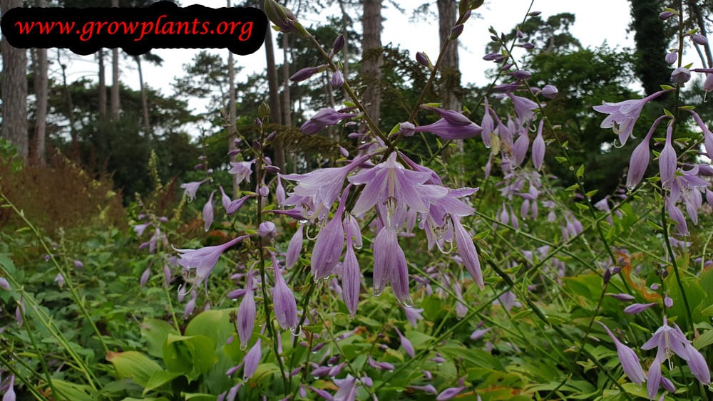 Hosta lancifolia flower