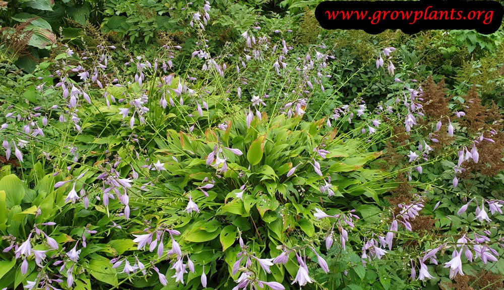 Hosta lancifolia