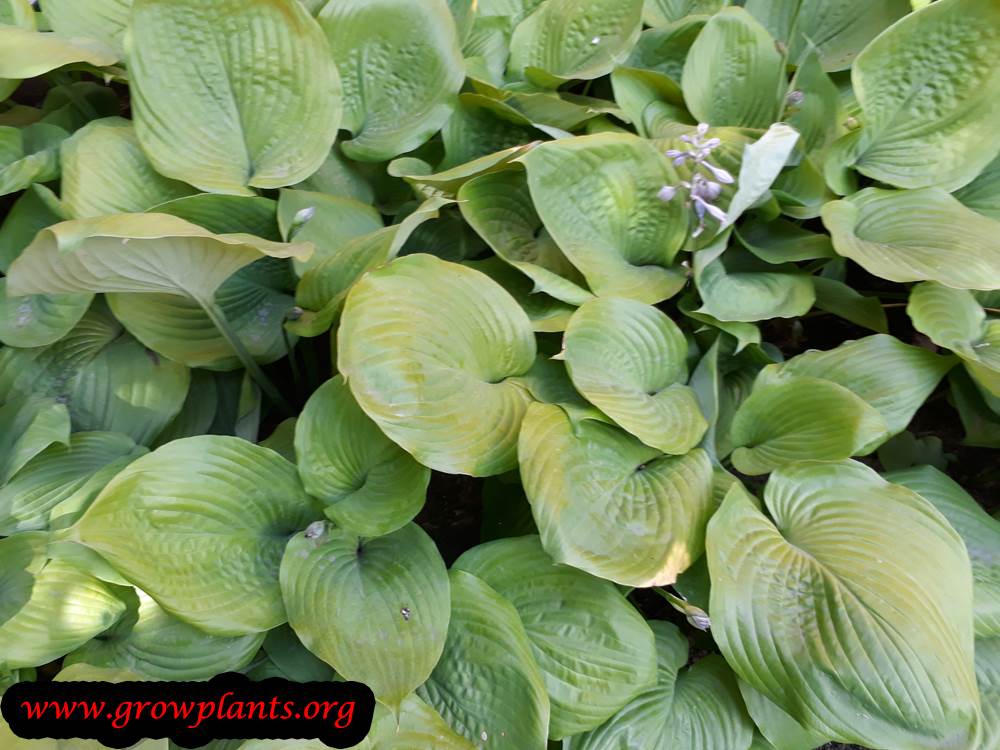 Hosta plant care