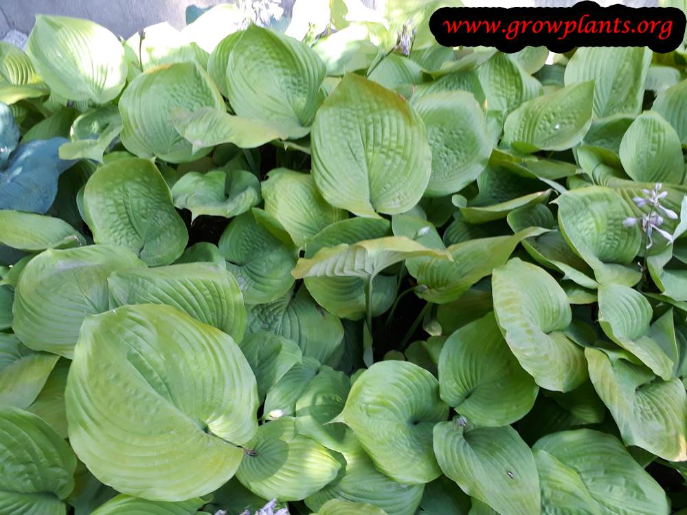 Growing Hosta plant