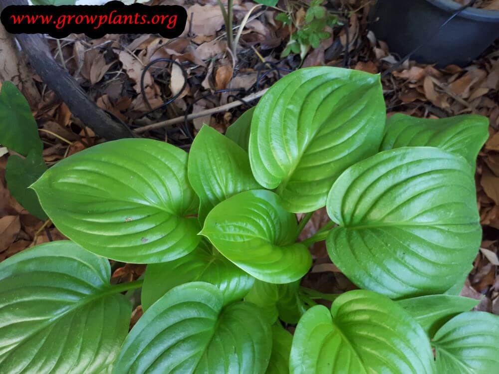 Hosta plantaginea plant care