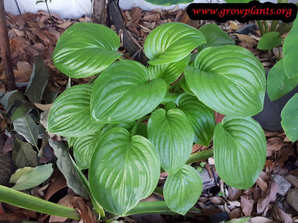 Hosta plantaginea