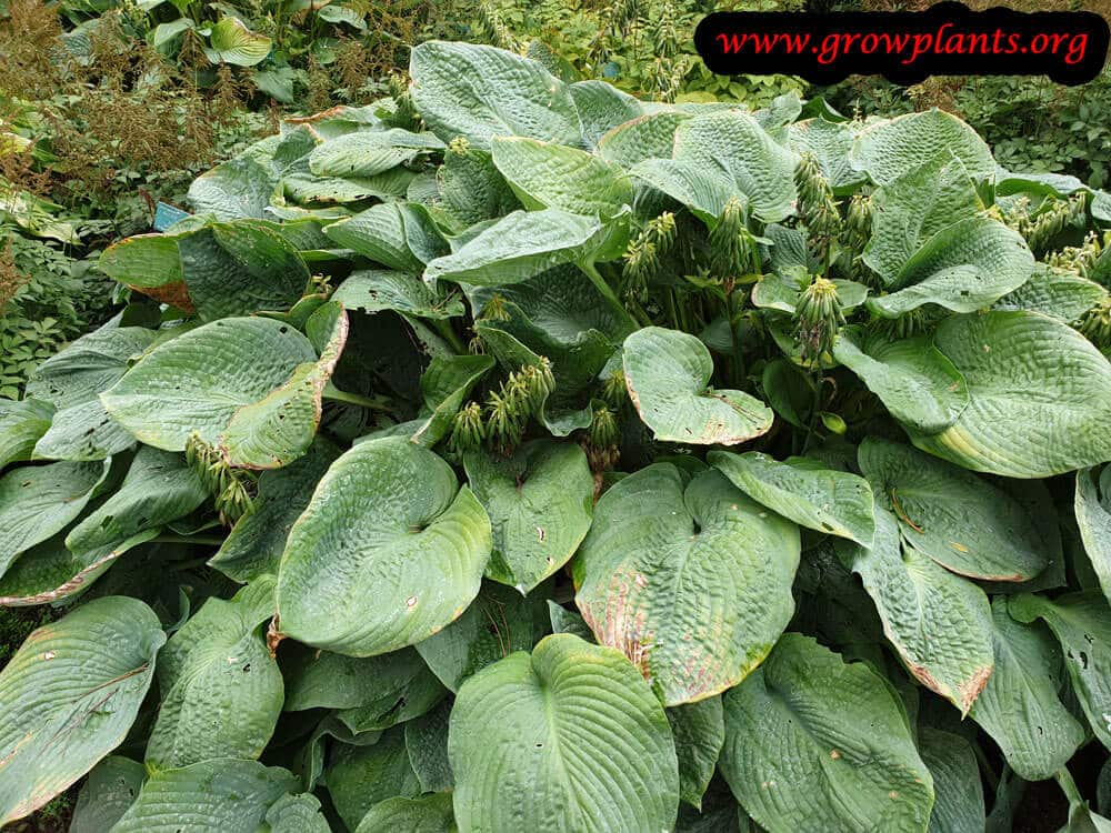 Hosta sieboldiana