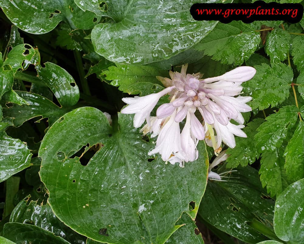 Hosta tardiana