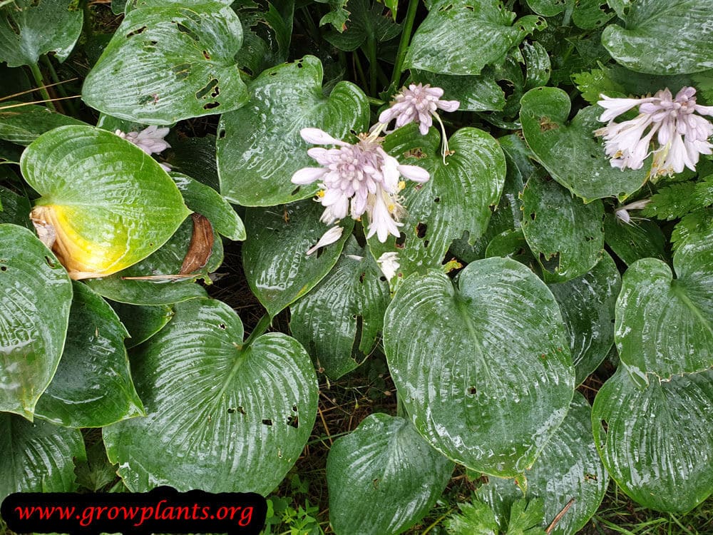 Hosta tardiana plant care