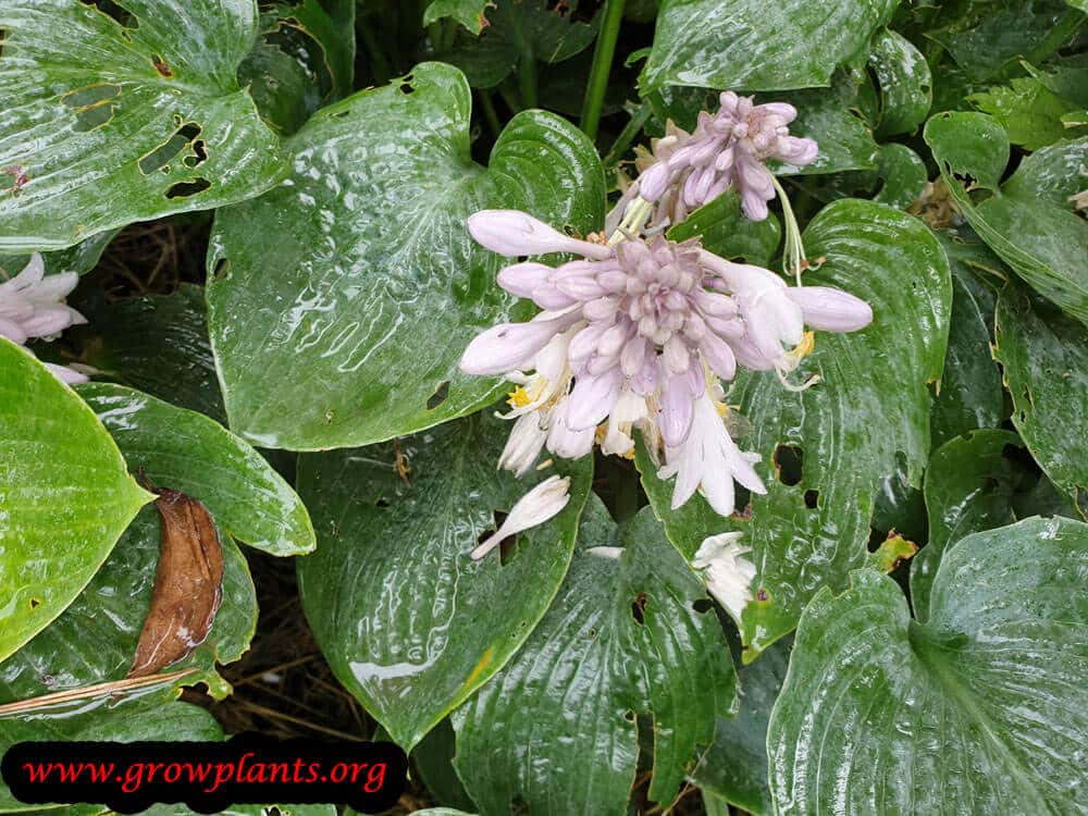 Hosta tardiana flower