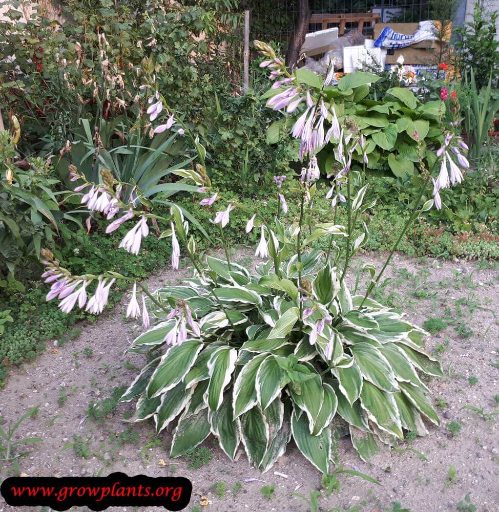 Hosta undulata albomarginata flowers