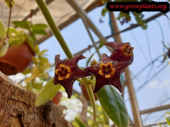 Hoya ciliata flower