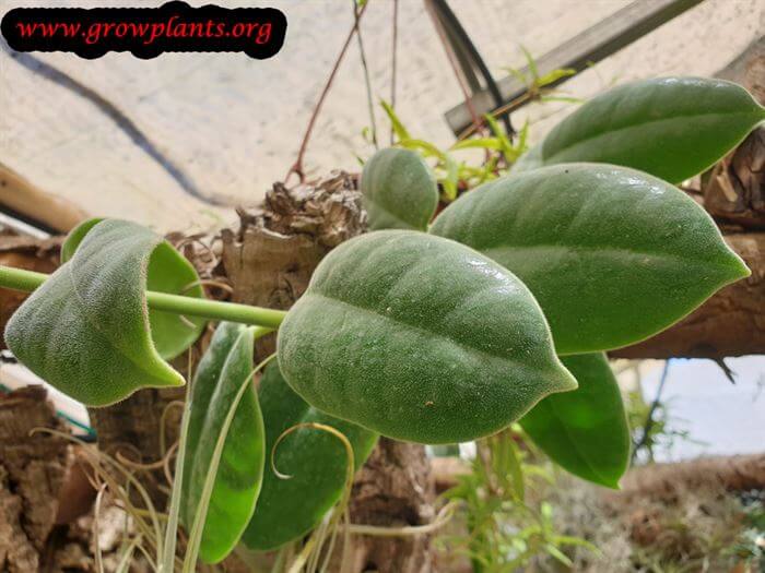 Hoya ciliata