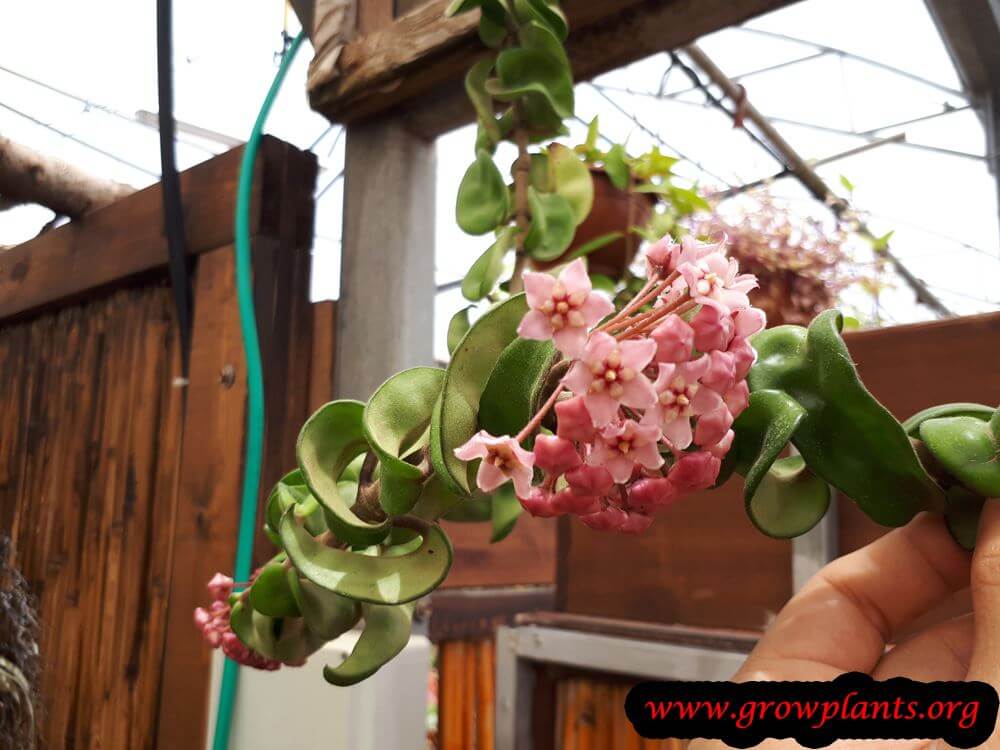 Hoya compacta