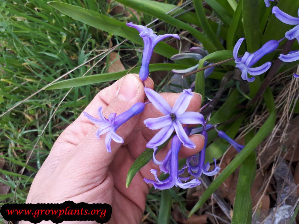 Hyacinthus orientalis