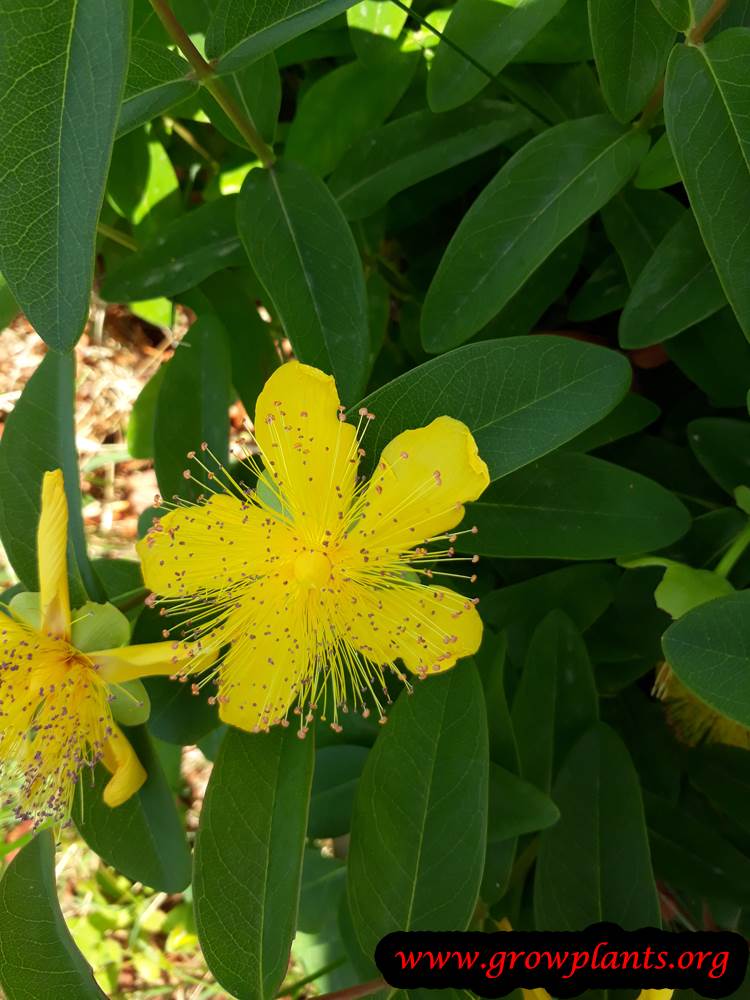 Hypericum flower