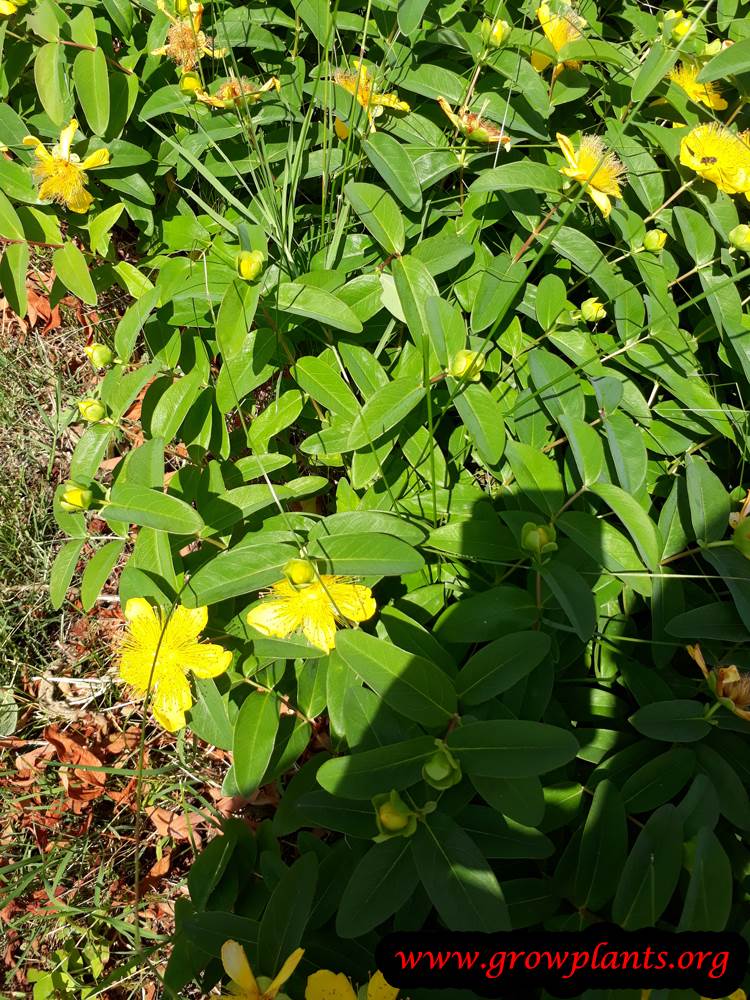 Hypericum plant care