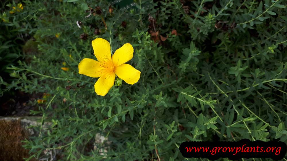 Hypericum olympicum flower