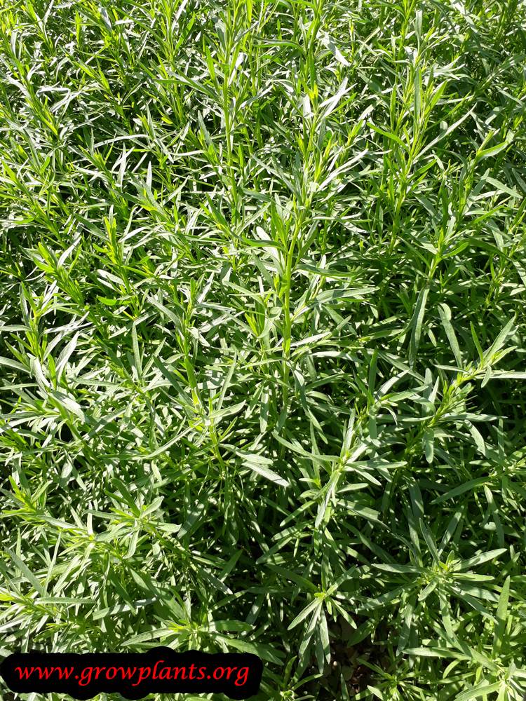Hyssopus officinalis plant care