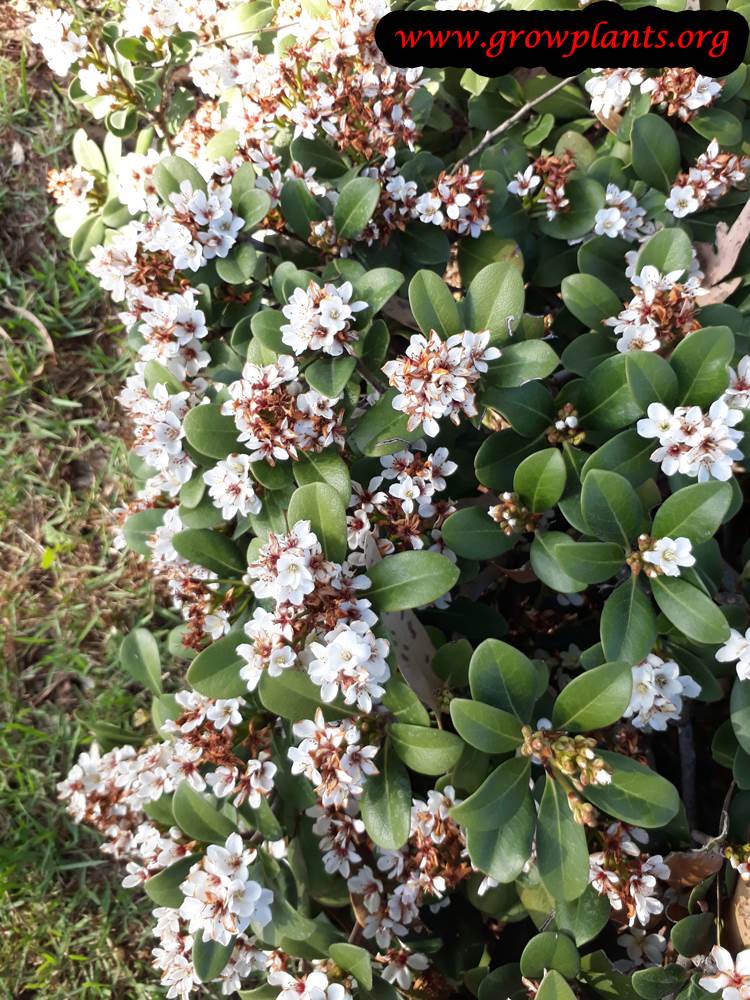 Hawthorn : Plant of The Month: Hawthorn - Philadelphia Orchard Project - Перевод слова hawthorn, американское и британское произношение, транскрипция common hawthorn — боярышник колючий обыкновенный hawthorn bit — шарошечное долото hawthorn.