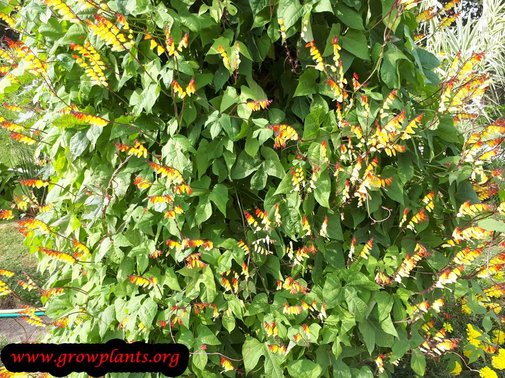 Ipomoea lobata