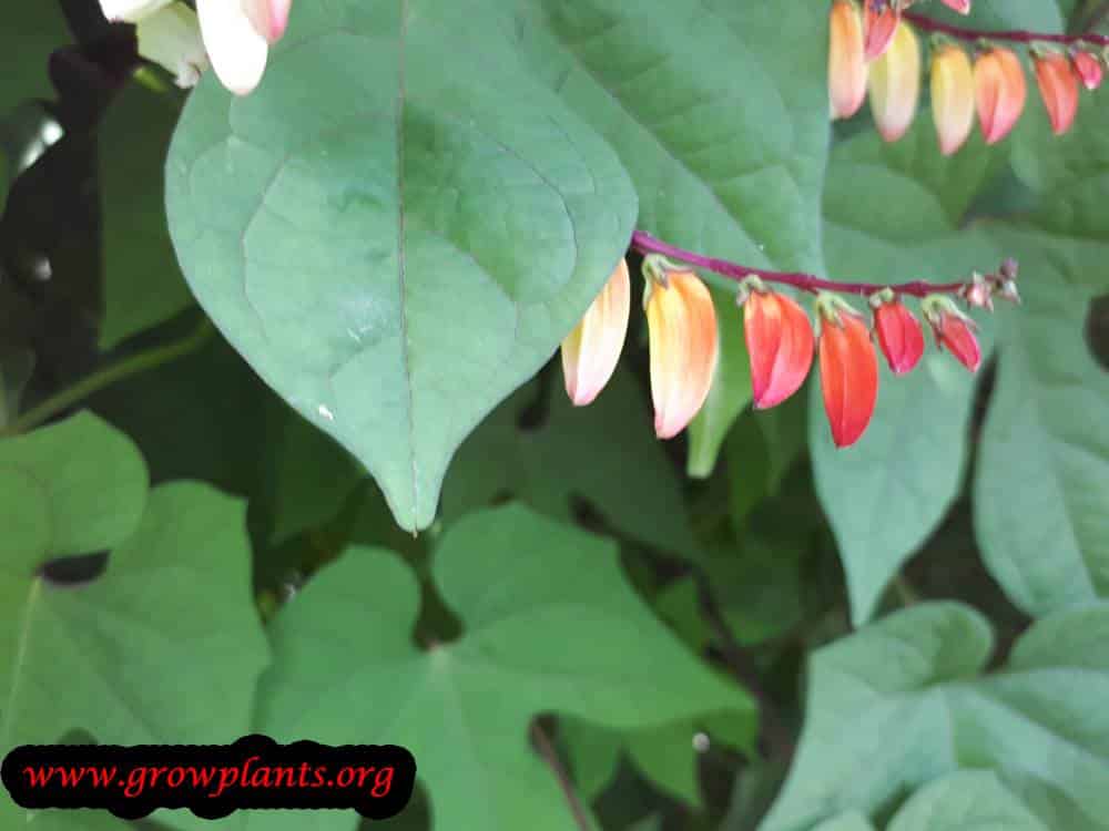 Ipomoea lobata plant
