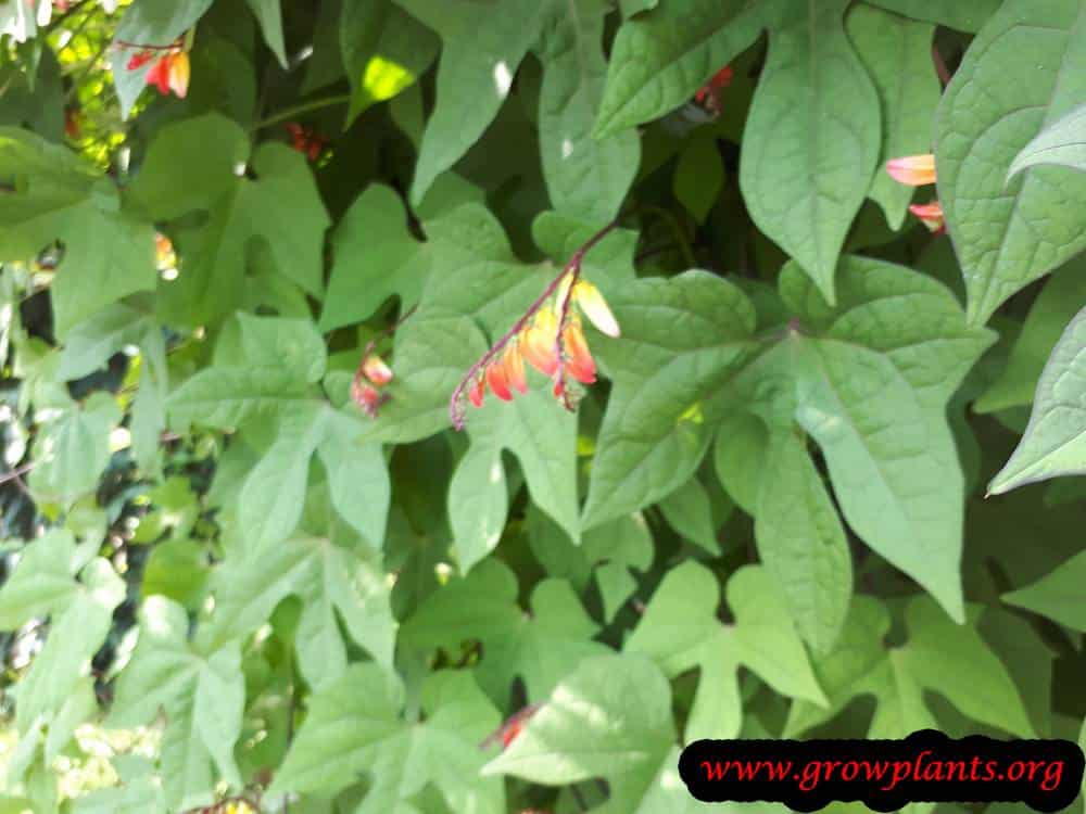 Ipomoea lobata flowers