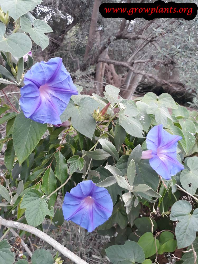 Ipomoea nil How to grow & care