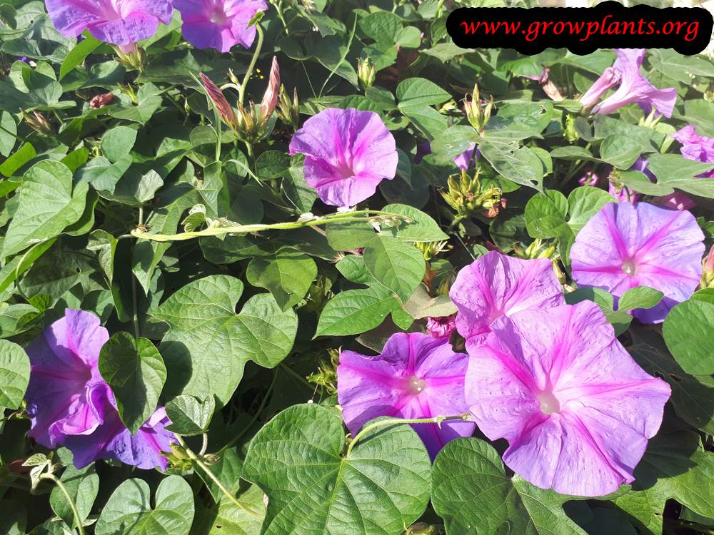 Ipomoea purpurea blooming