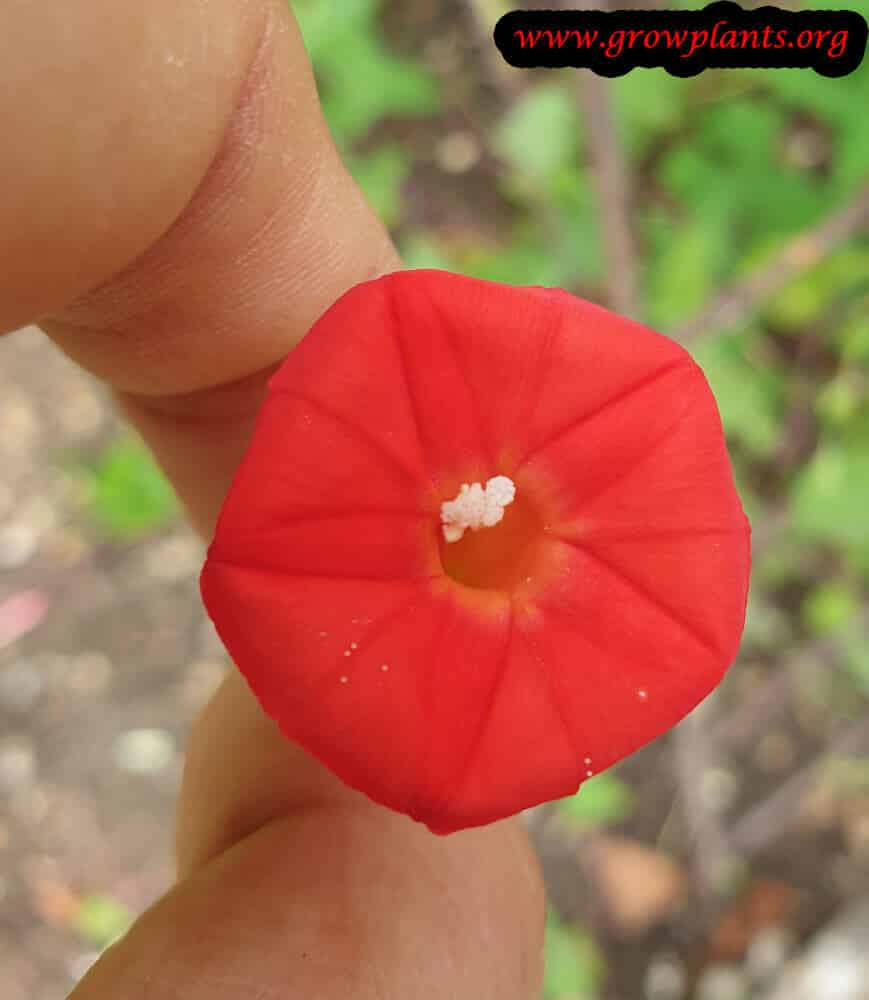 Ipomoea sloteri blooming