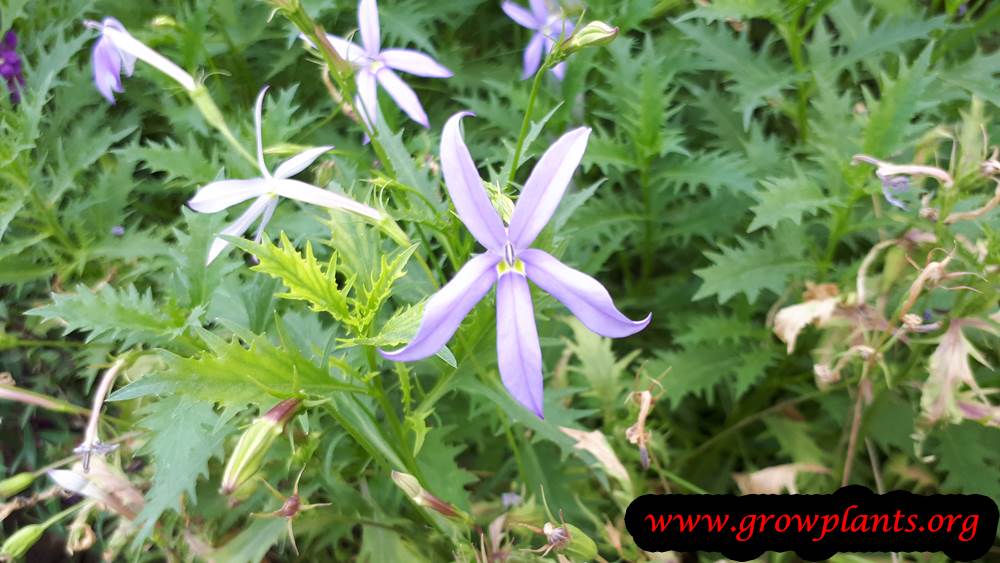 Isotoma axillaris