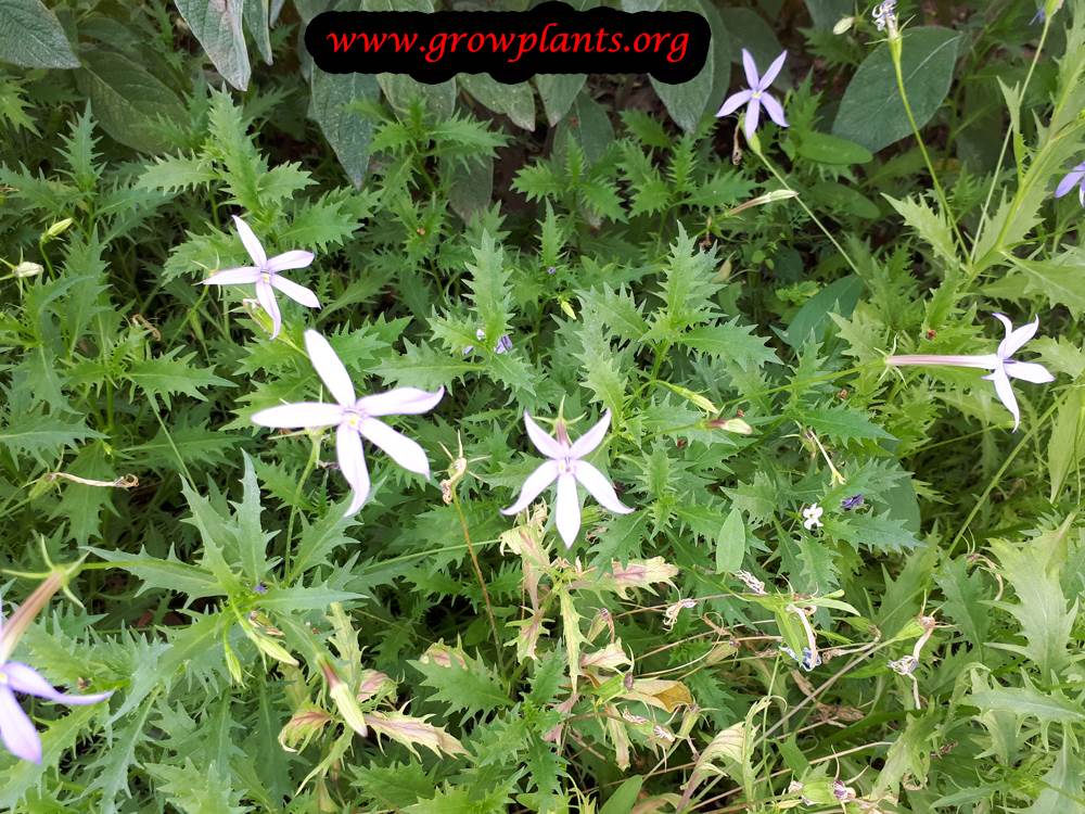 Isotoma axillaris plant care
