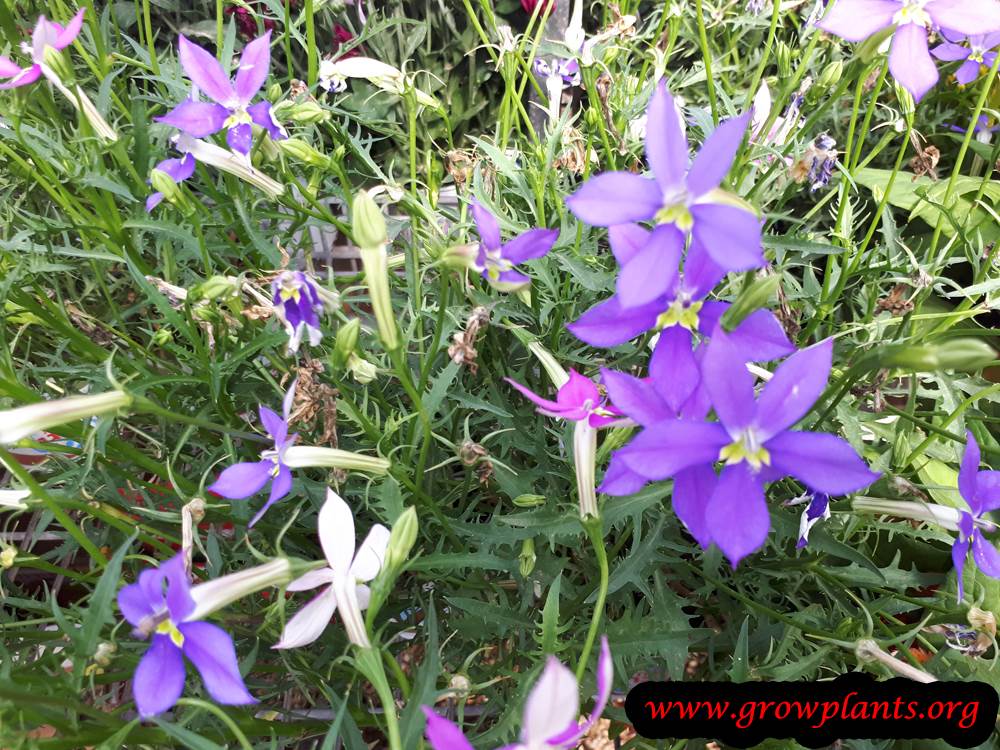 Isotoma plant