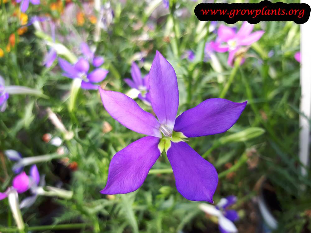 Isotoma plant flower