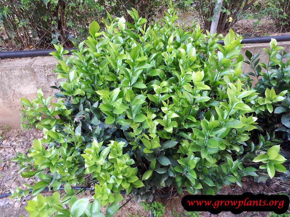 Growing Israeli ruscus plant