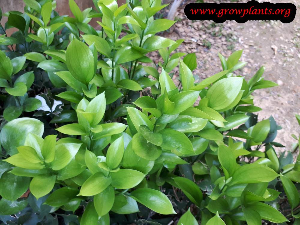 Israeli ruscus leaves