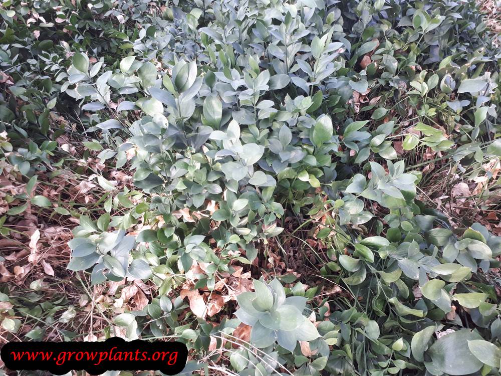 Israeli ruscus